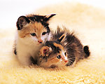 小猫