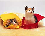 小猫