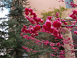 樱花1