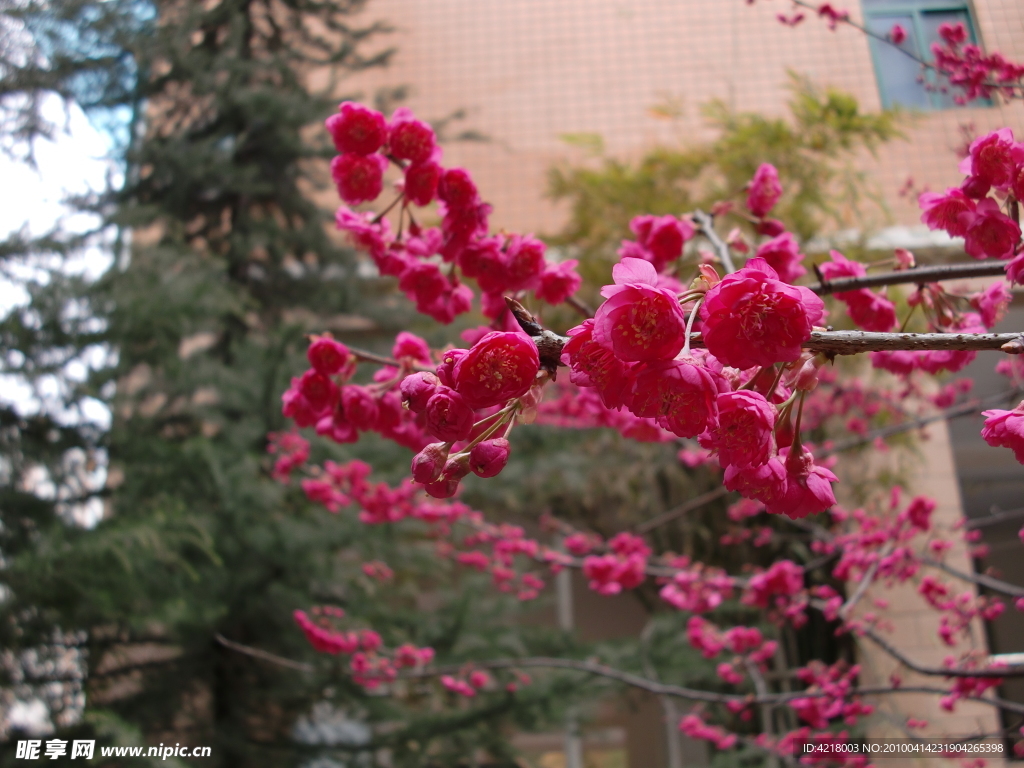 樱花1