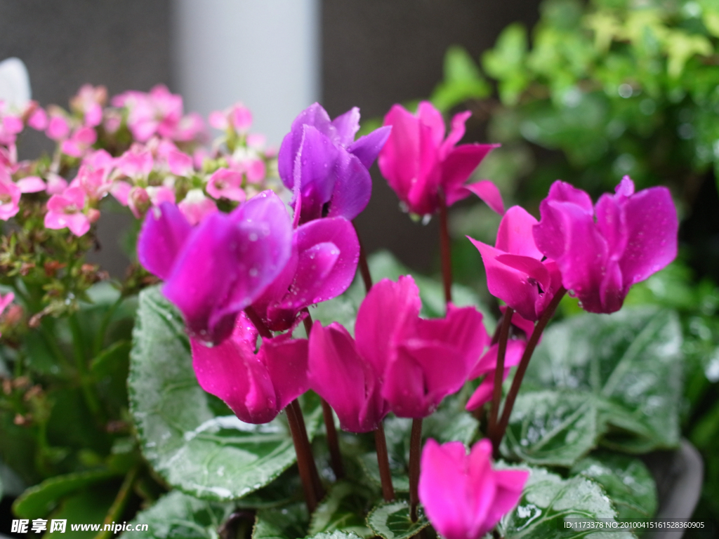 南方角花 粉红色角花 角花