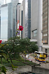 阳台上的热带角花 粉红色的花