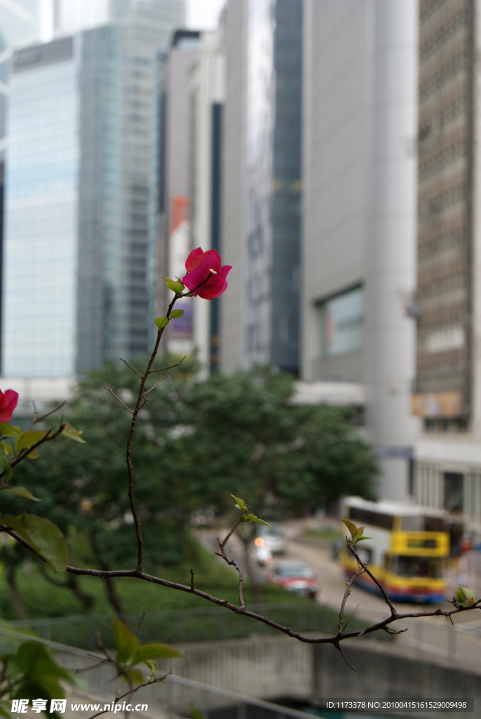 阳台上的热带角花 粉红色的花