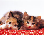 小猫