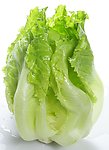 美生菜