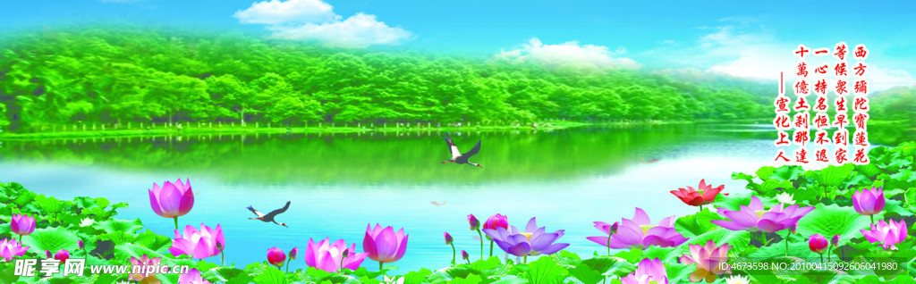 荷花池风景