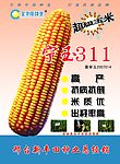 新丰田玉米种子