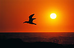夕阳飞鸟