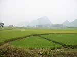 绿色稻田