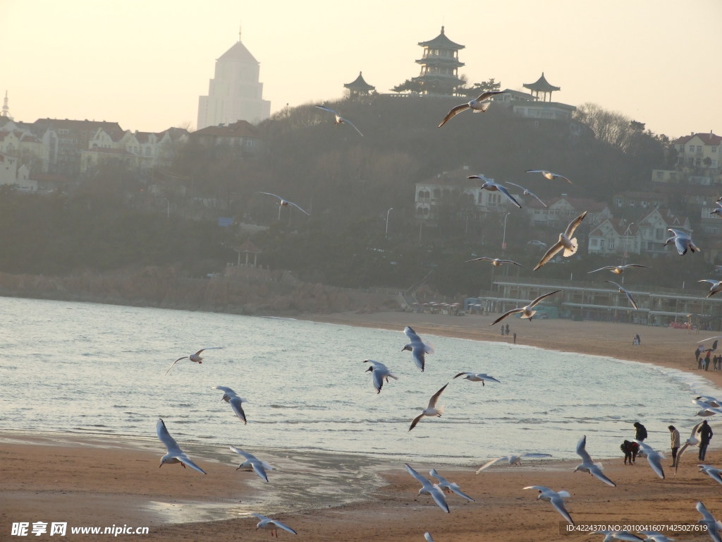 小鱼山下海鸥飞