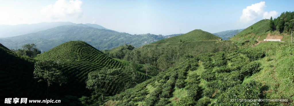 高山国度尼泊尔东部的茶园全景