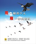 鹰雁团队