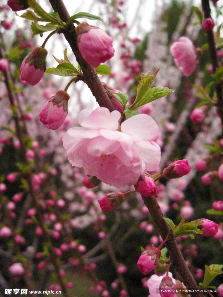 樱花