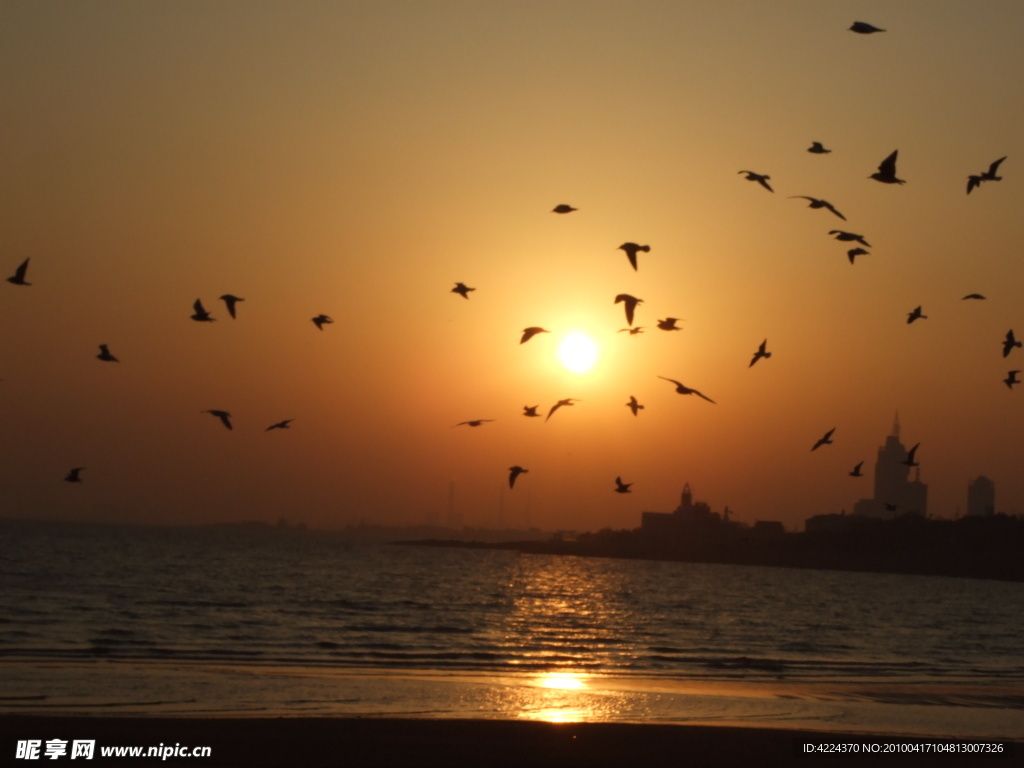 海鸥绕夕阳