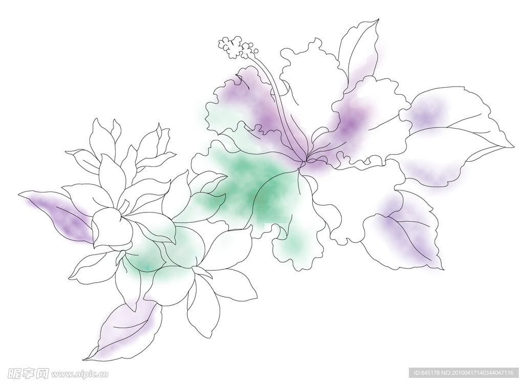 兰花