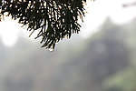 雨后水滴2
