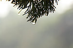 雨后水滴