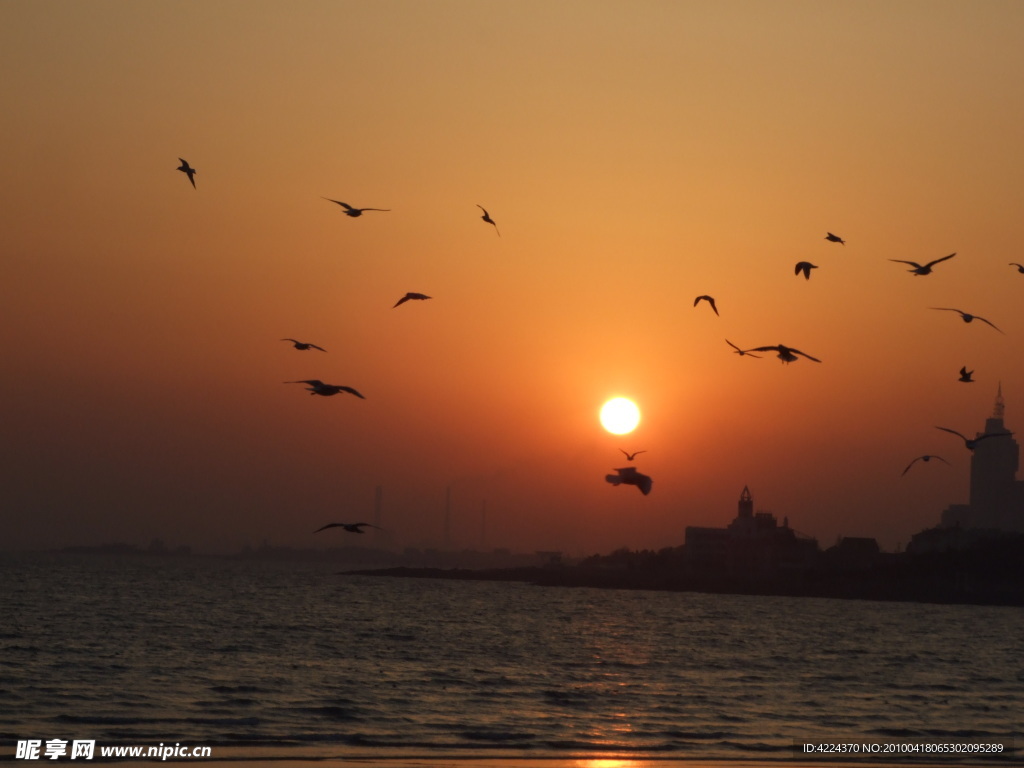 喜戏海鸥闹夕阳