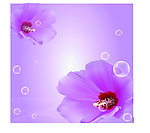 红花 紫花