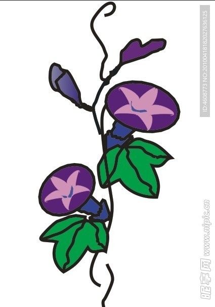 牵牛花