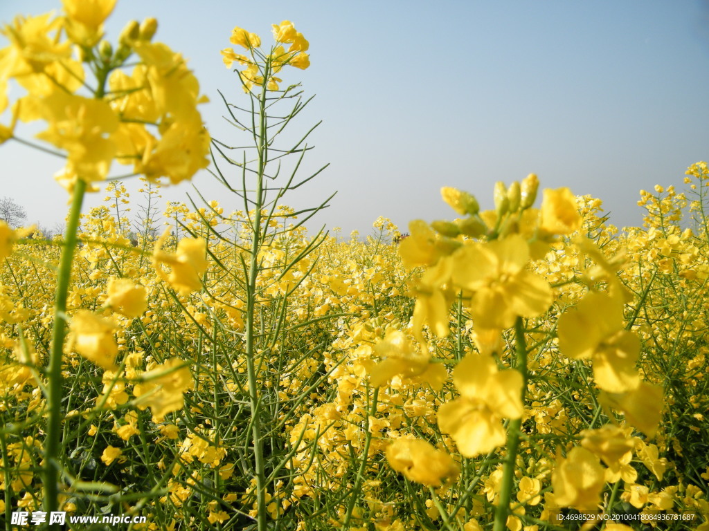 油菜花