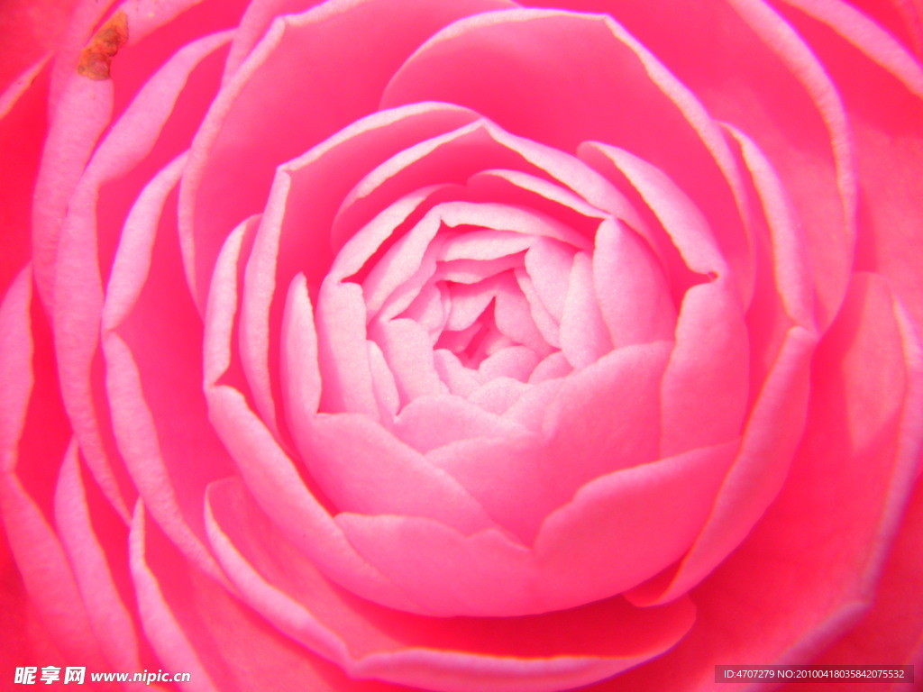 茶花