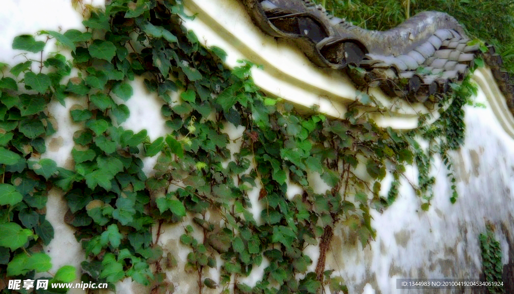 爬山虎