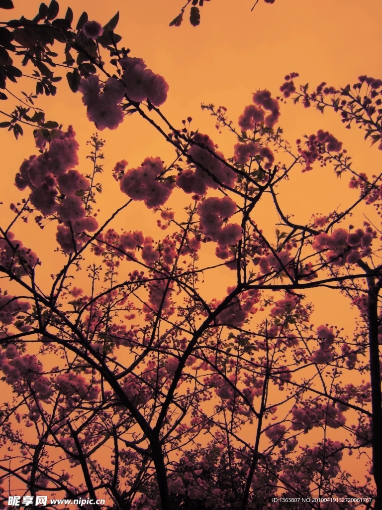 樱花