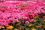 杜鹃花开