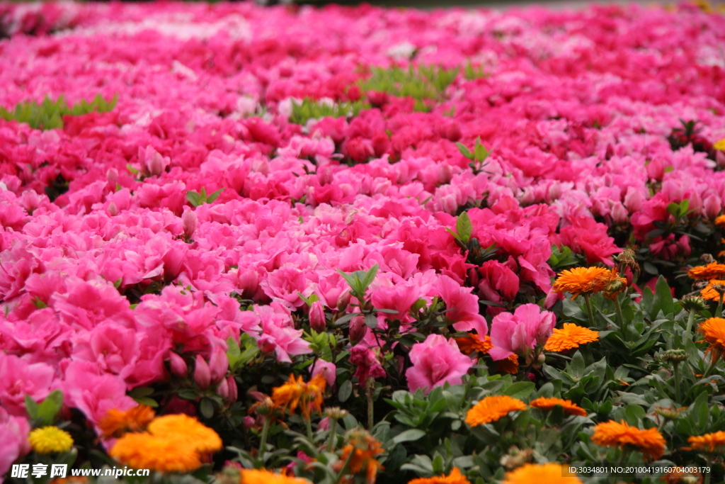 杜鹃花开