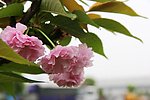 浪漫樱花
