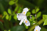 白花