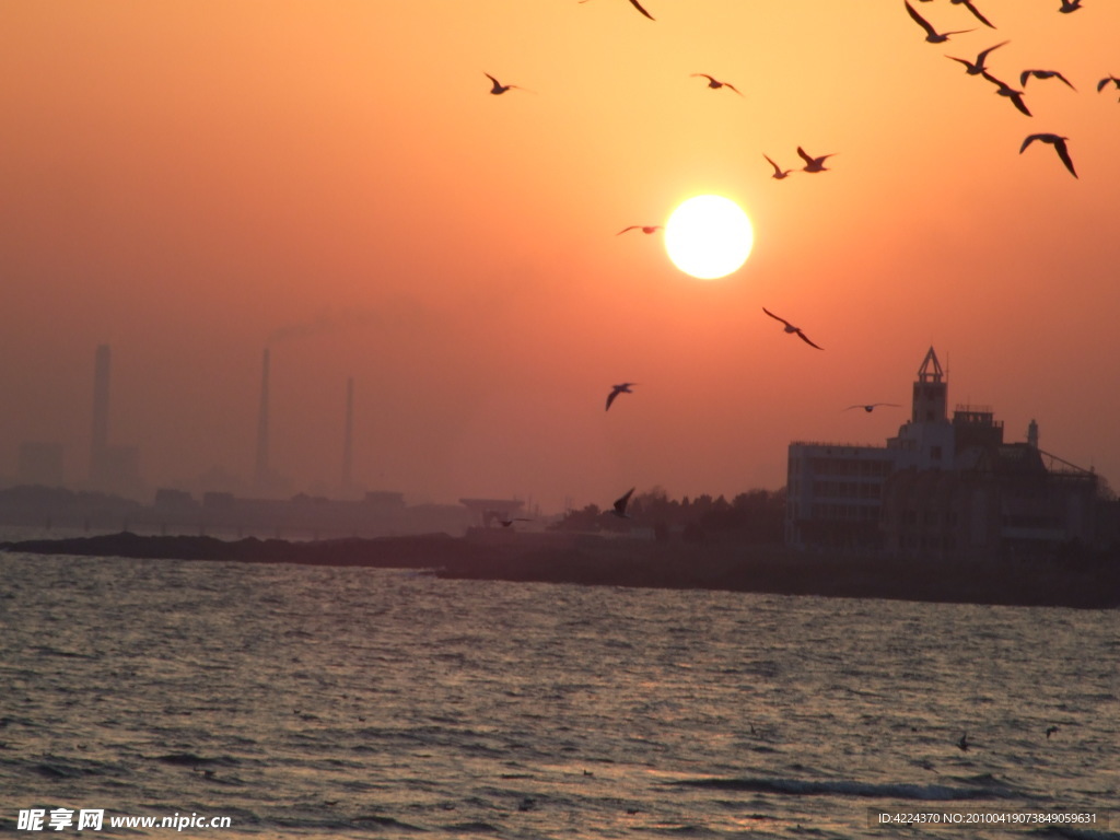 海鸥高空飞翔