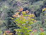 红叶