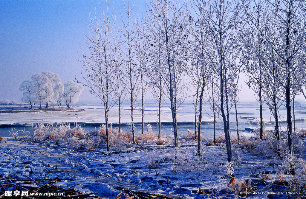 雪地银树