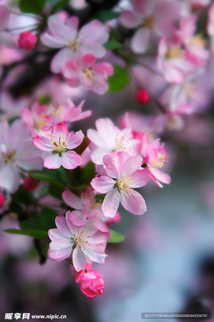 海棠花