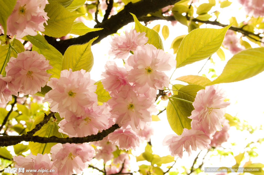 桃花