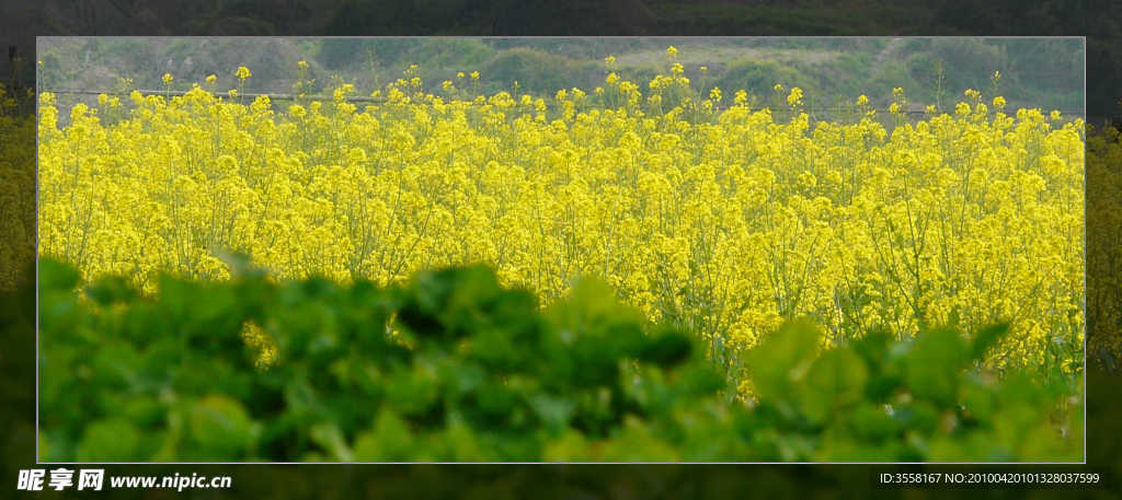 油菜花