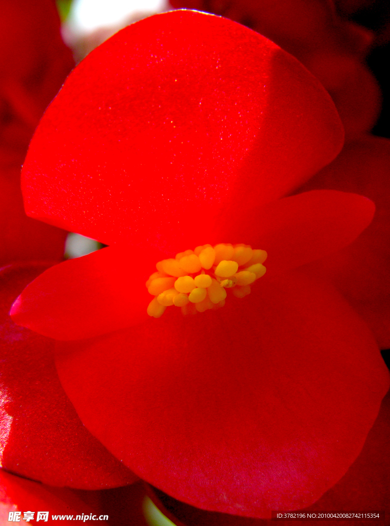 花蕊