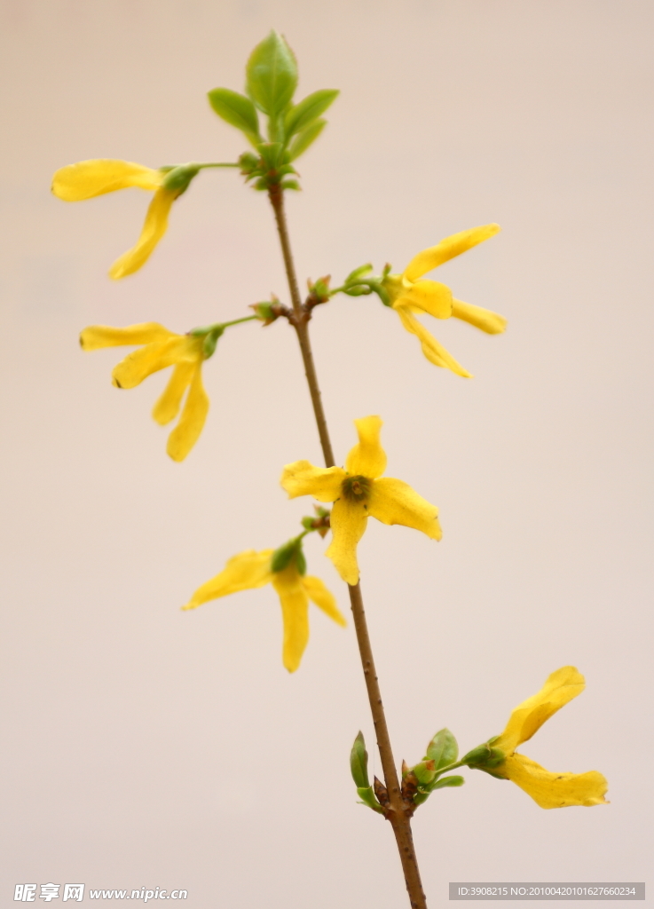 迎春花