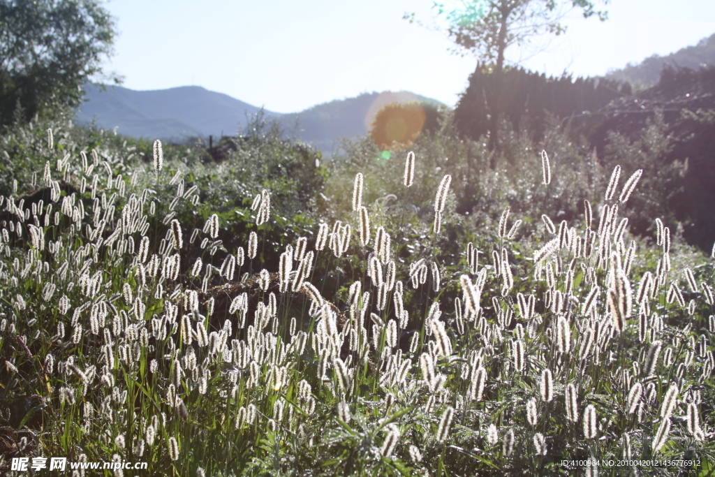 野草