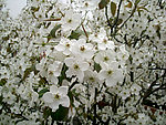 梨花