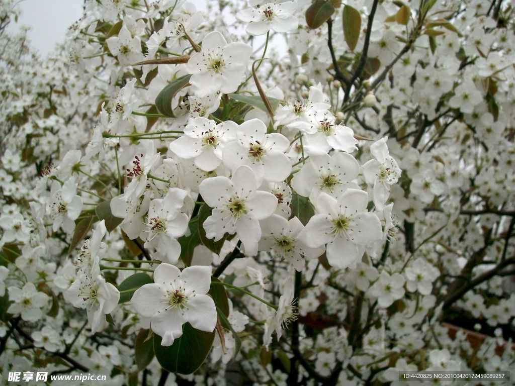 梨花