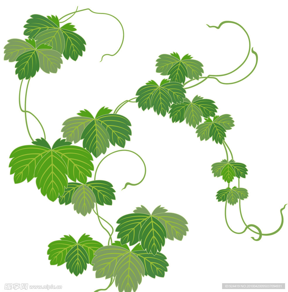 绿叶花藤