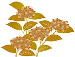 金叶花果