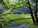 九寨沟的山水和树