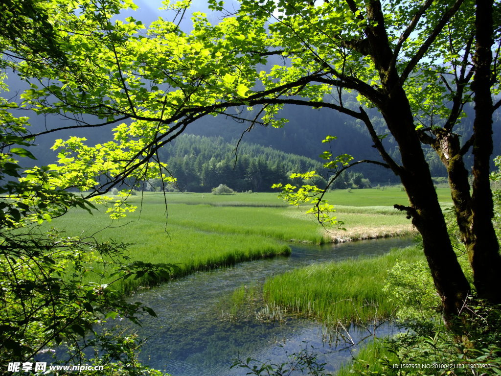 九寨沟的山水和树