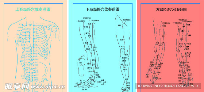 穴位图