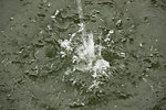 水花