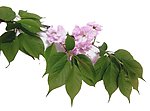 花卉 绿叶